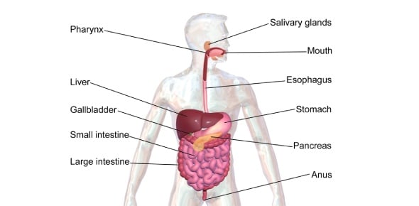 What Do You Know About Gastrointestinal Intubation And Its Effect Flashcards